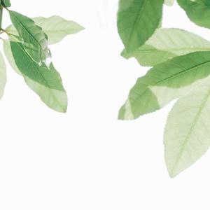 一龙五凤杨幂唐嫣双胞胎
